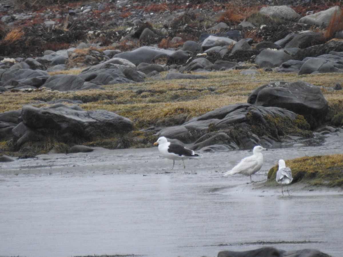 Glaucous Gull - ML434010801