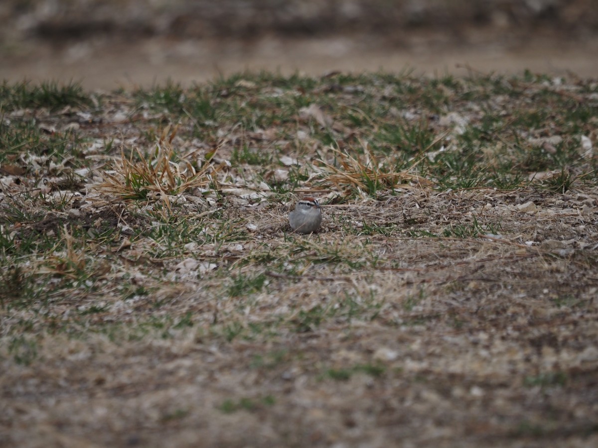 Chipping Sparrow - ML434011011