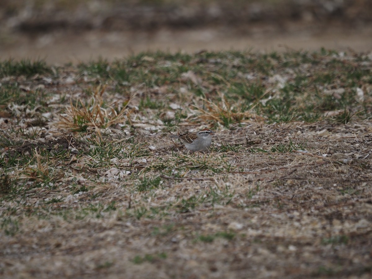 Chipping Sparrow - ML434011461