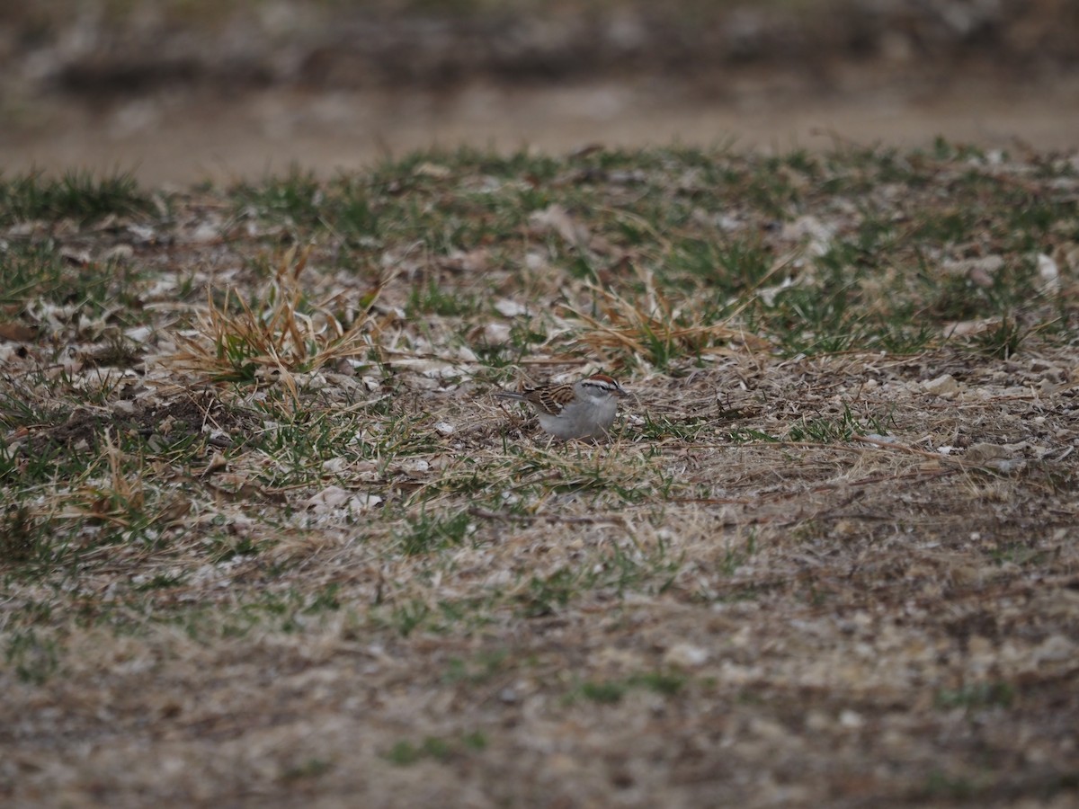 Chipping Sparrow - ML434013401