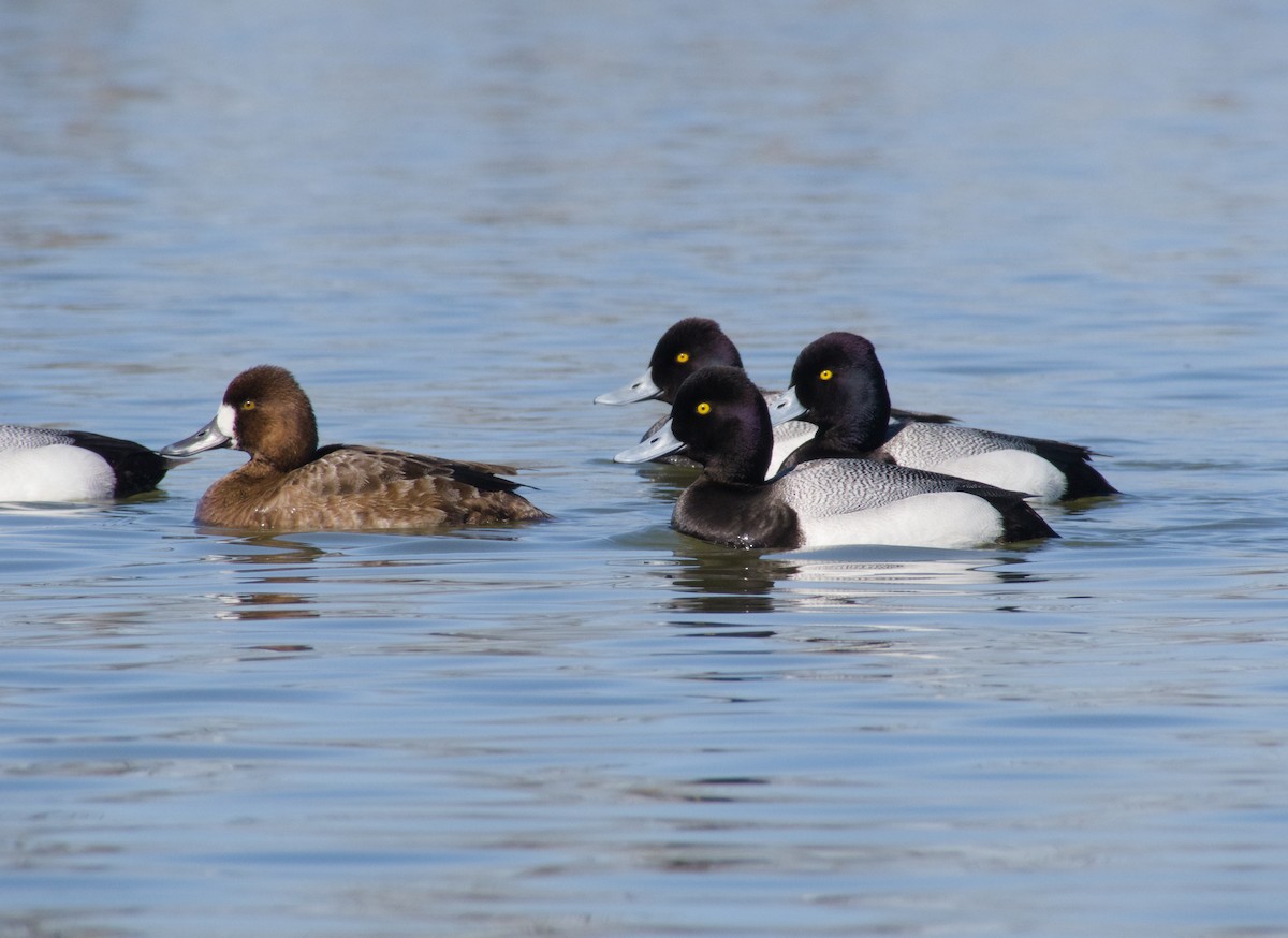 Lesser Scaup - ML434013471