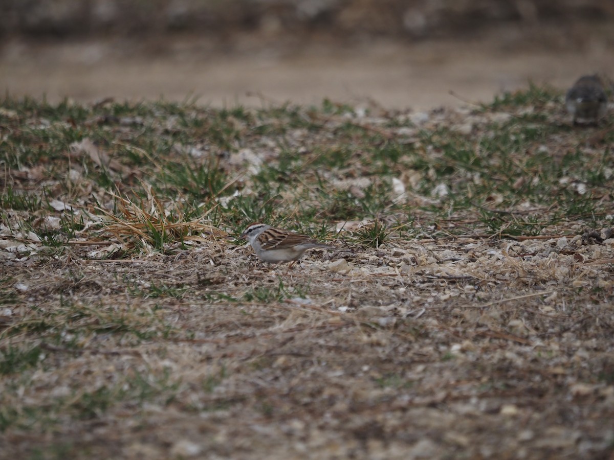 Chipping Sparrow - ML434014021