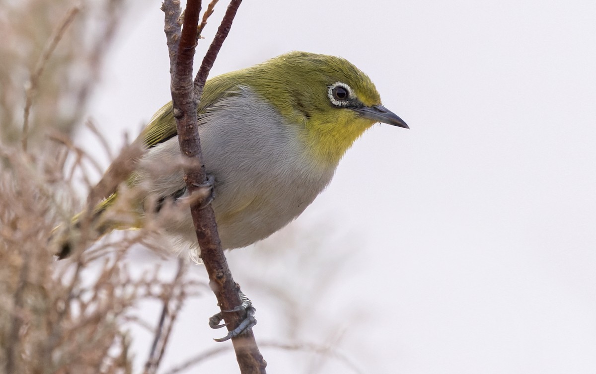 Socotra White-eye - ML434014271