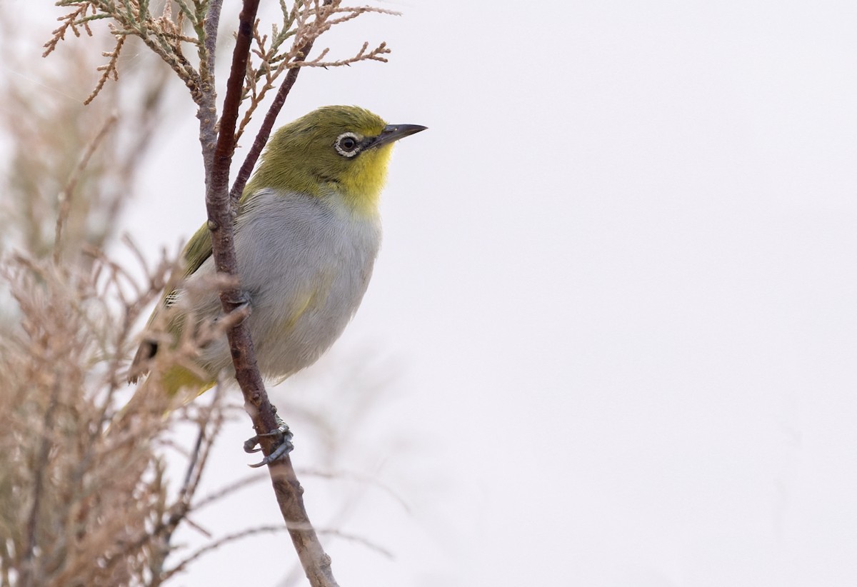 Socotra White-eye - ML434014281