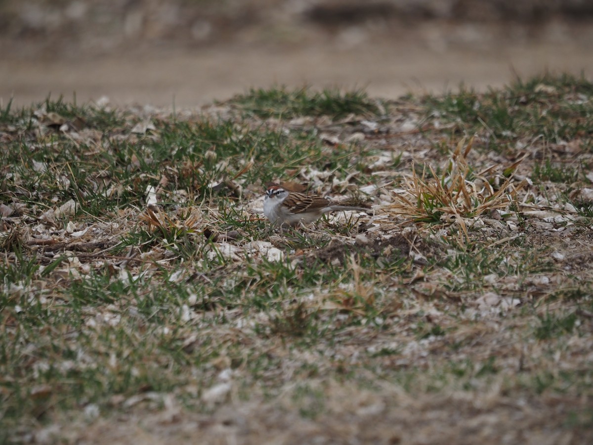 Chipping Sparrow - ML434014671