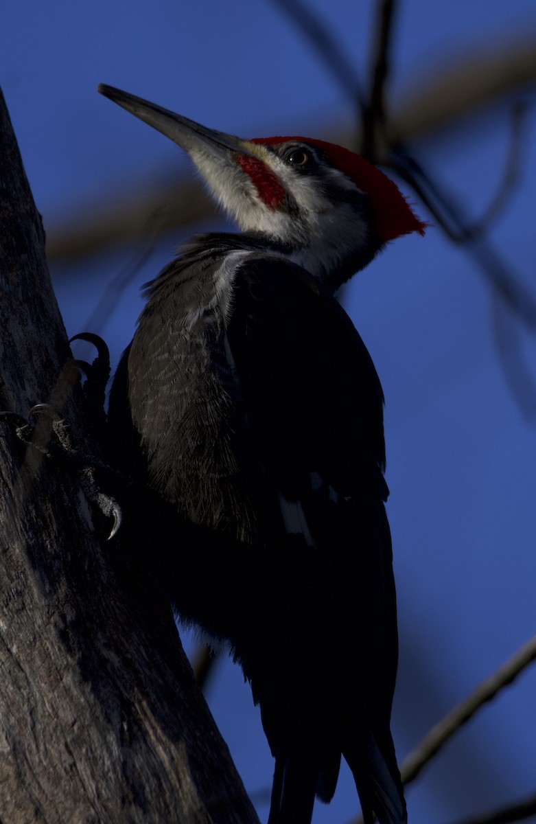 Pileated Woodpecker - ML434014681