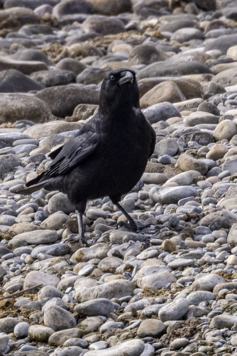 American Crow - andy Denton