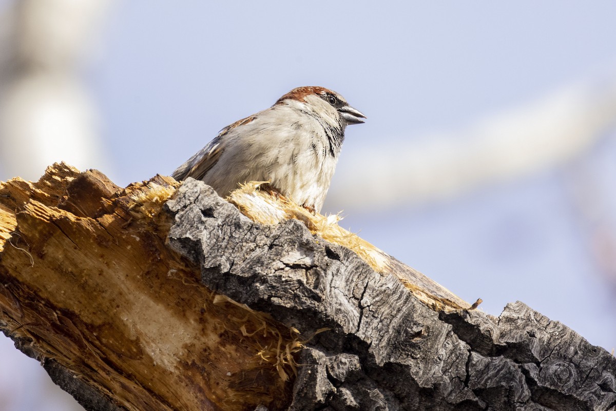 House Sparrow - ML434014811