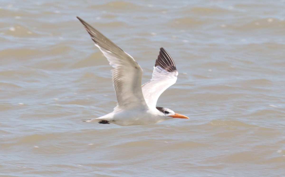 Royal Tern - ML434016531