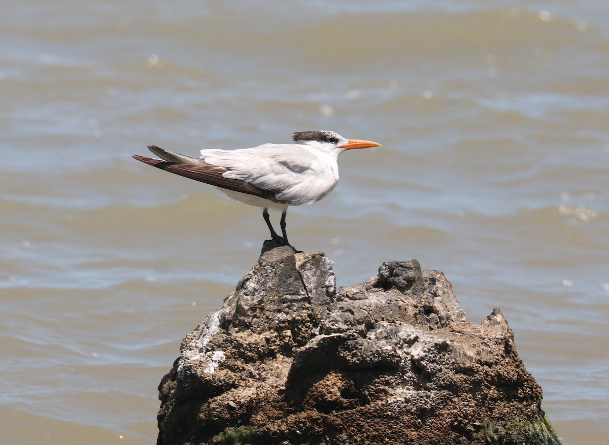 Royal Tern - Tom Lewis