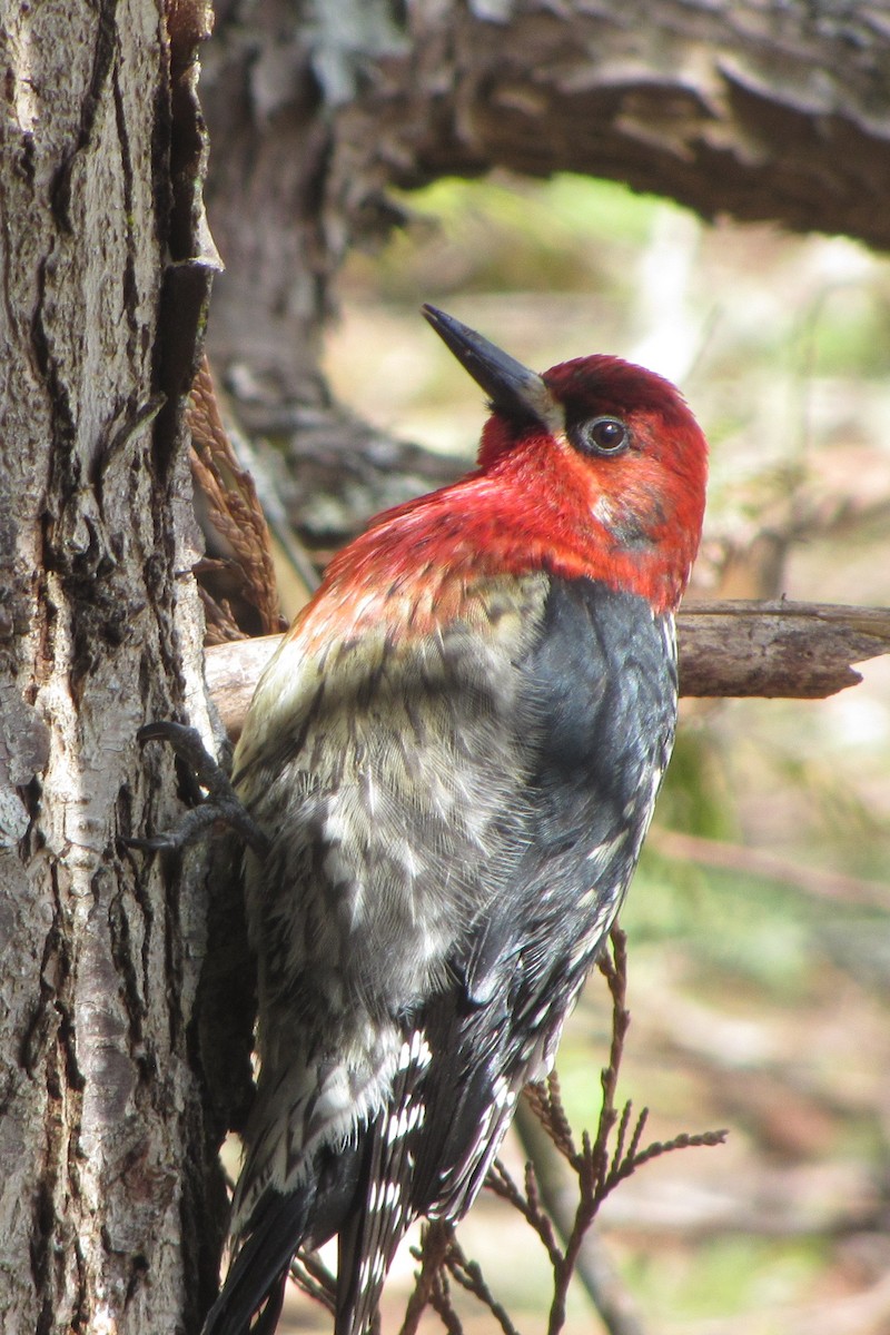 Red-breasted Sapsucker - ML434016771