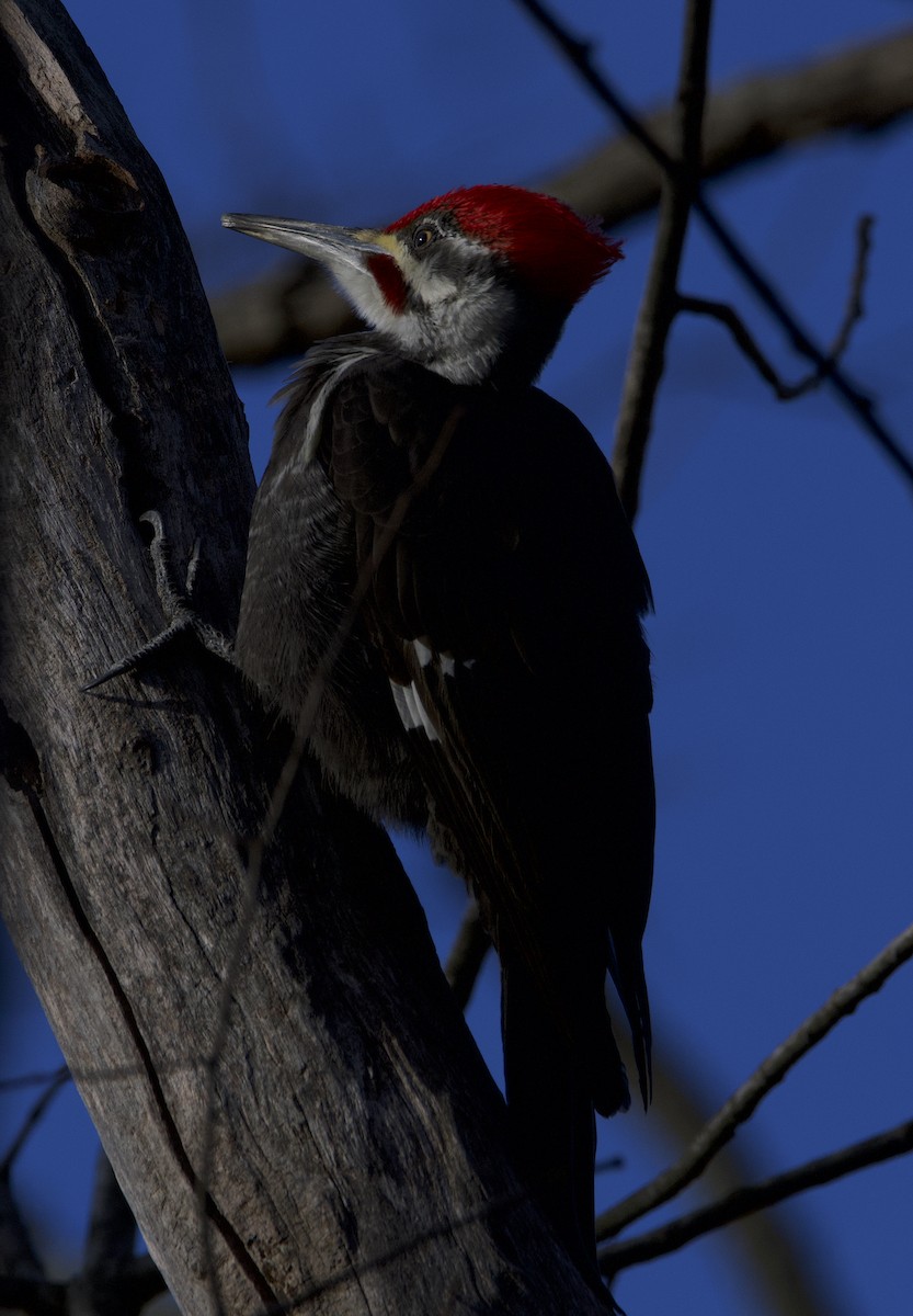 Pileated Woodpecker - ML434016931