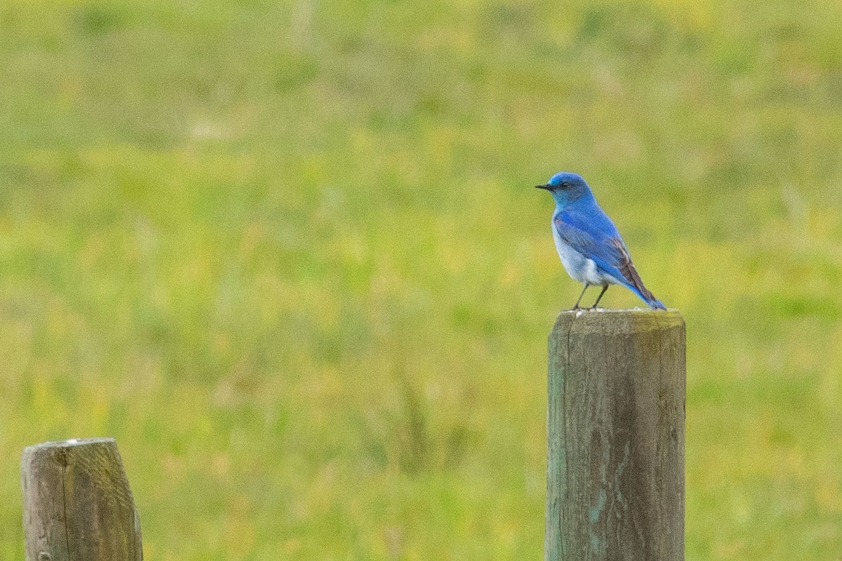 Mountain Bluebird - Rick Reeve