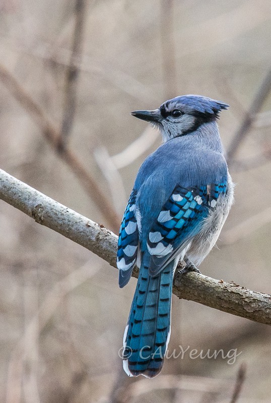 Blue Jay - Catherine AuYeung