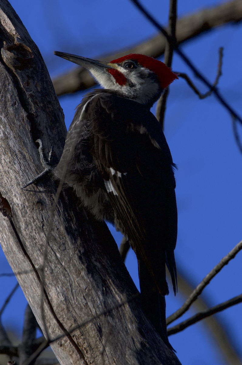 Pileated Woodpecker - ML434017351