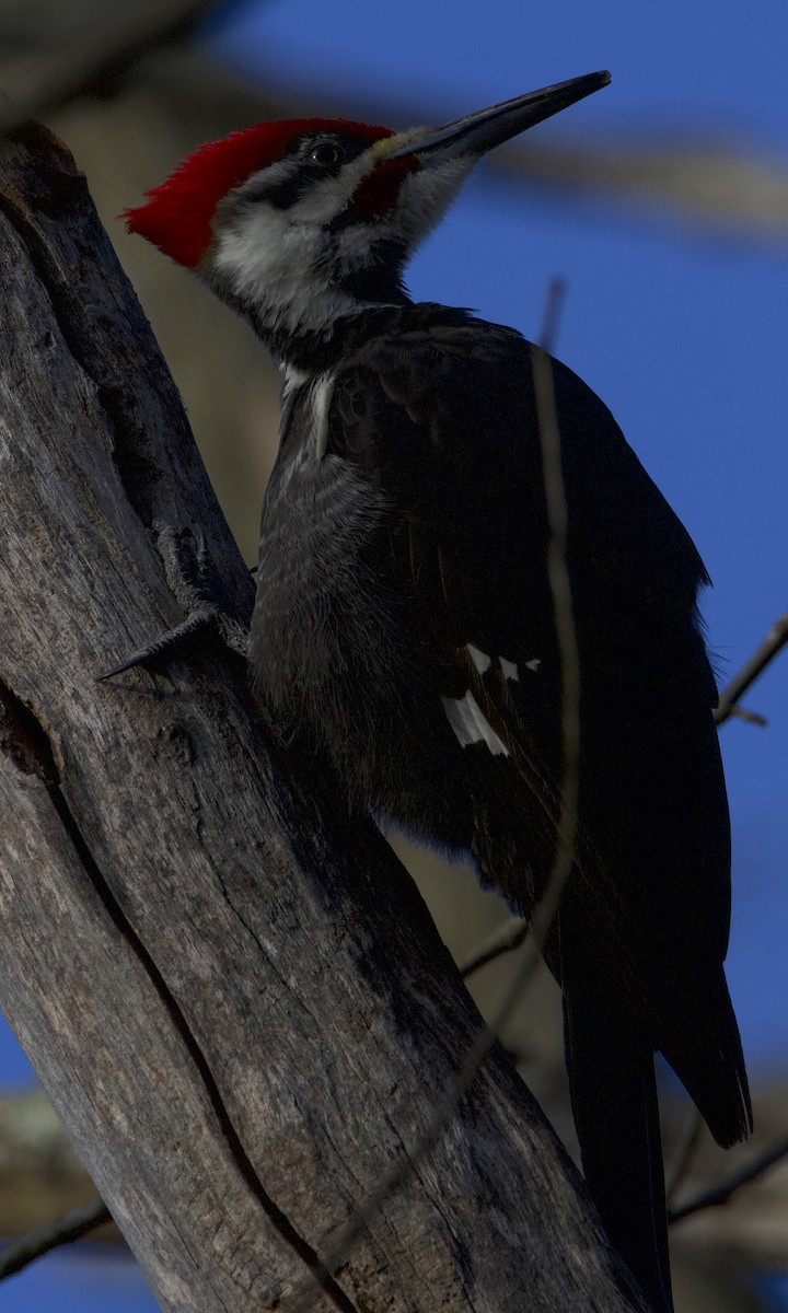 Pileated Woodpecker - ML434017611