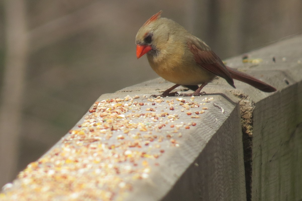 Northern Cardinal - ML434018651