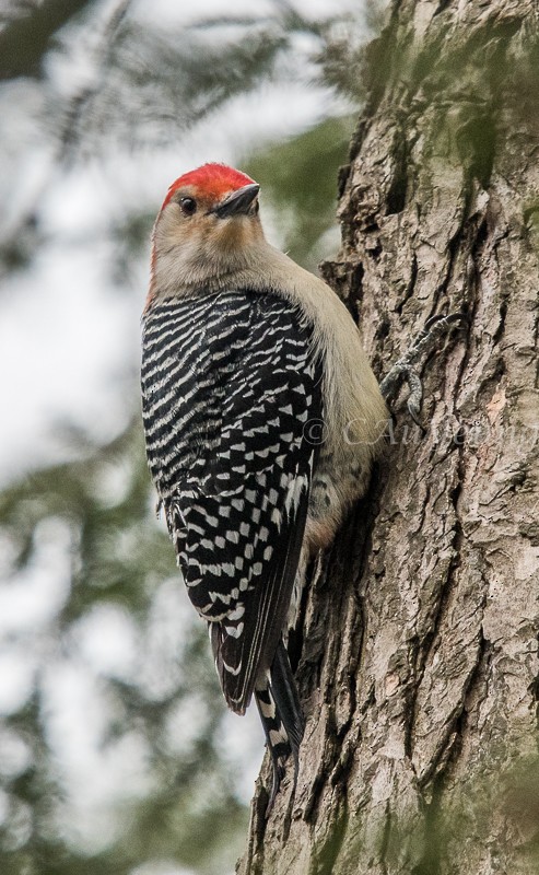 Red-bellied Woodpecker - Catherine AuYeung