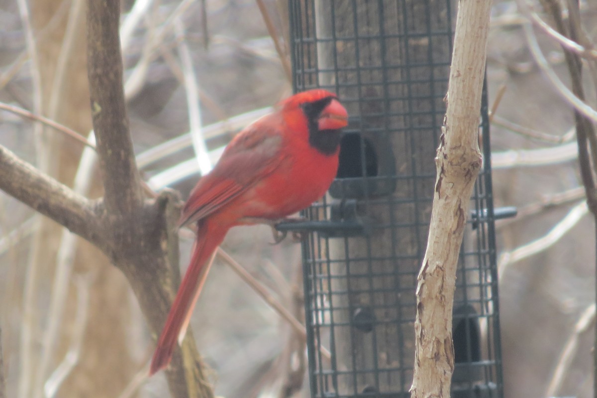 Northern Cardinal - ML434018761