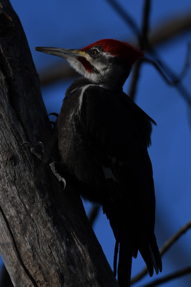 Pileated Woodpecker - ML434019421