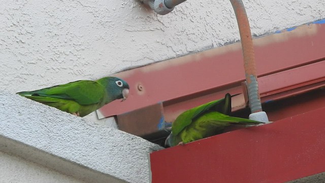 Conure à tête bleue - ML434019721