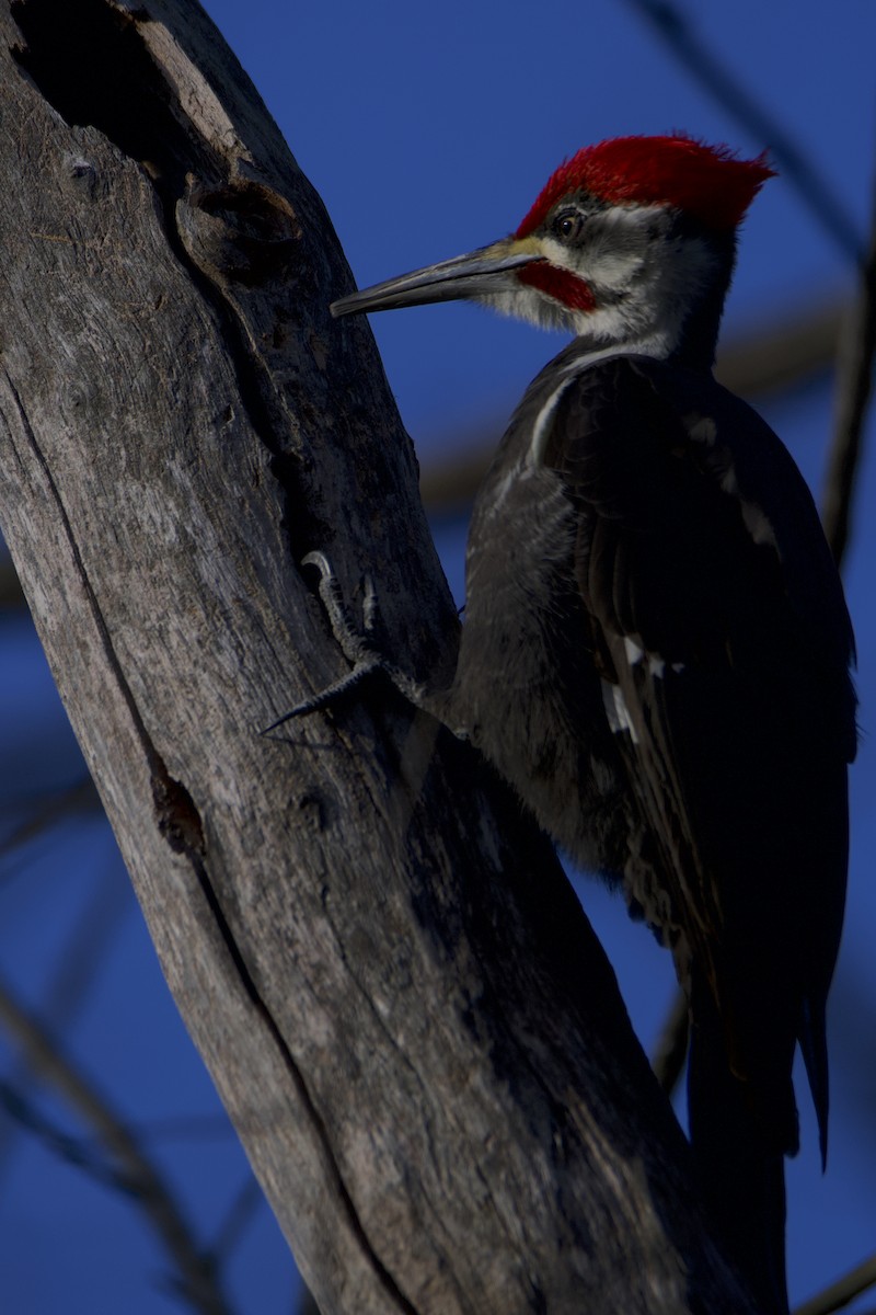 Pileated Woodpecker - ML434022051