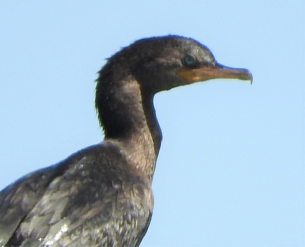 Neotropic Cormorant - ML434024461