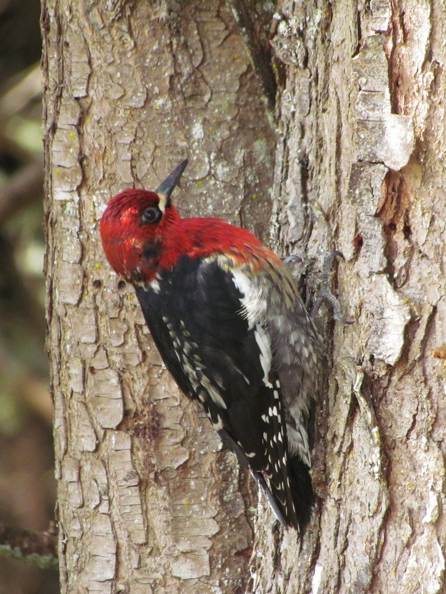 Red-breasted Sapsucker - ML434025001