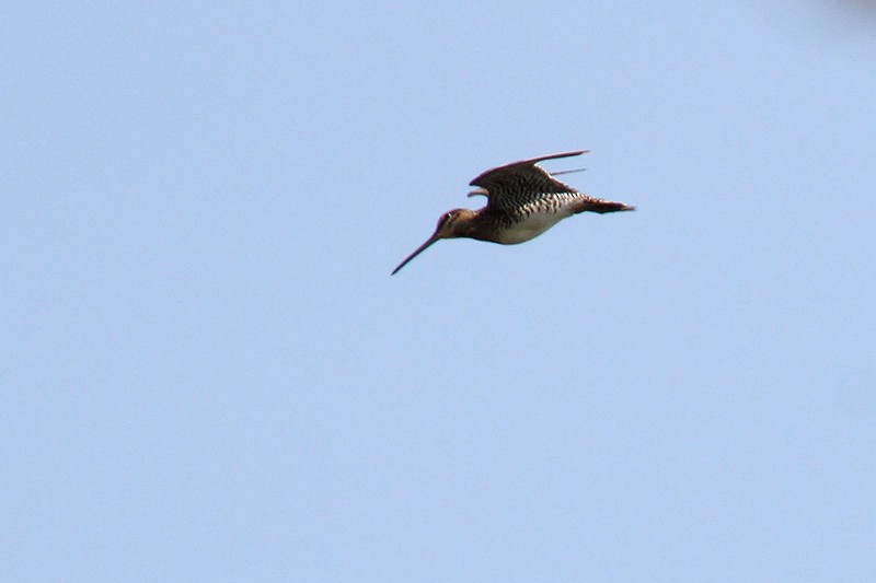 Wilson's Snipe - ML434025021