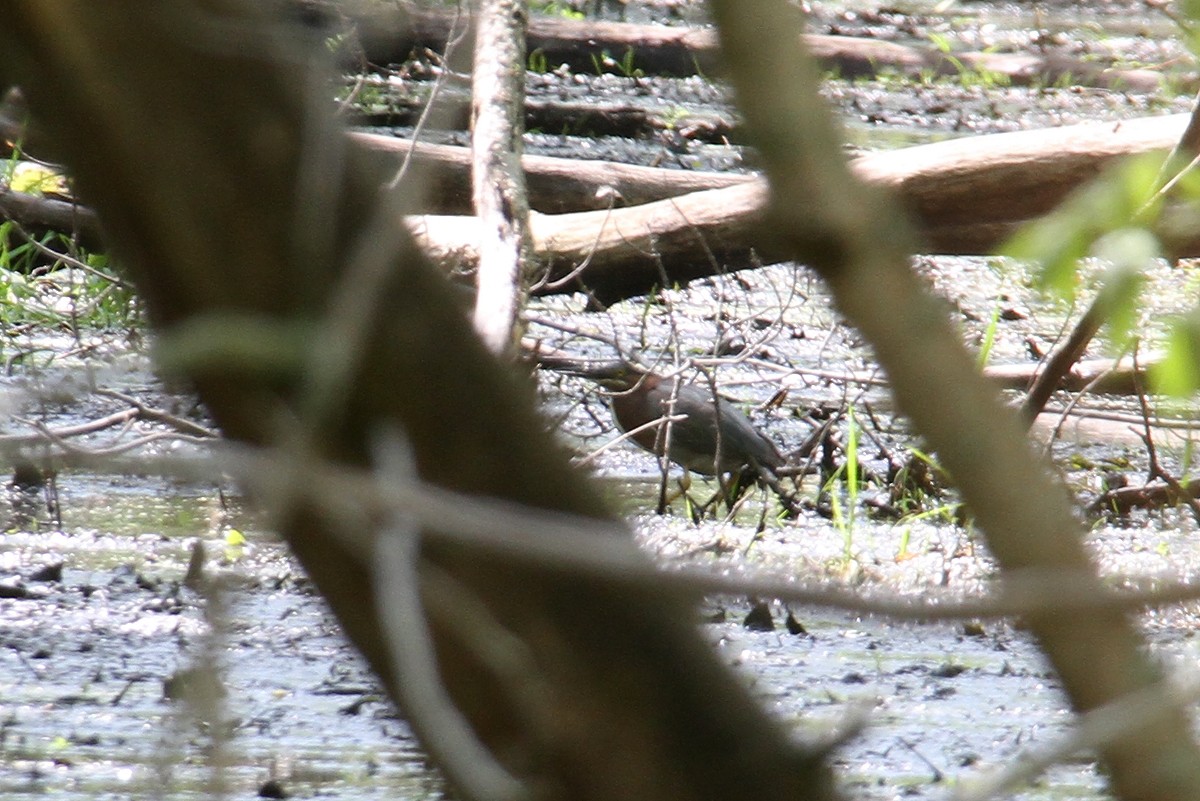 Grünreiher - ML434025081
