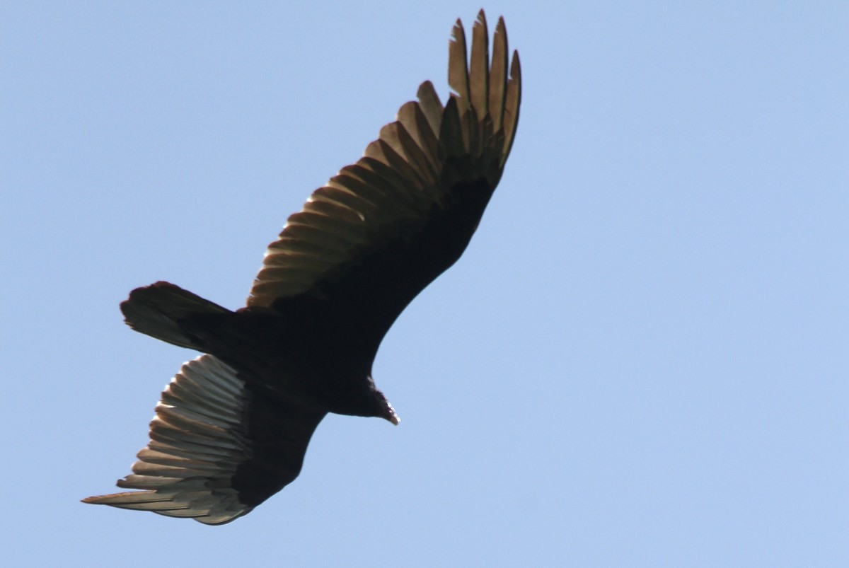 Turkey Vulture - Michel Juteau