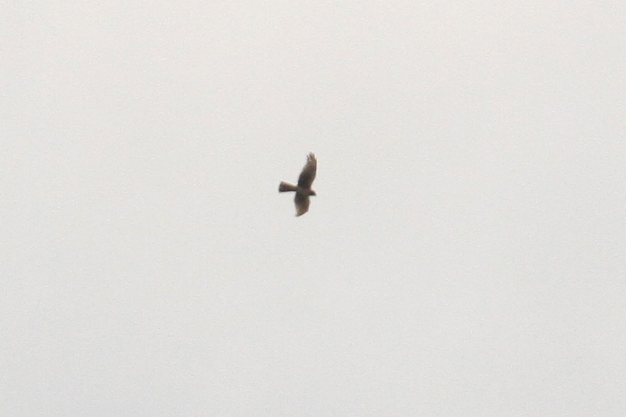 Northern Harrier - ML434025331