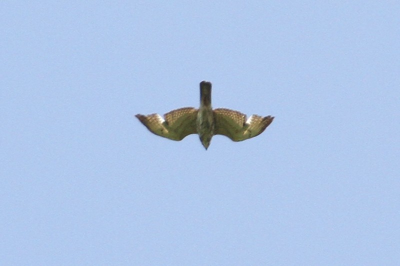 Broad-winged Hawk - ML434025481