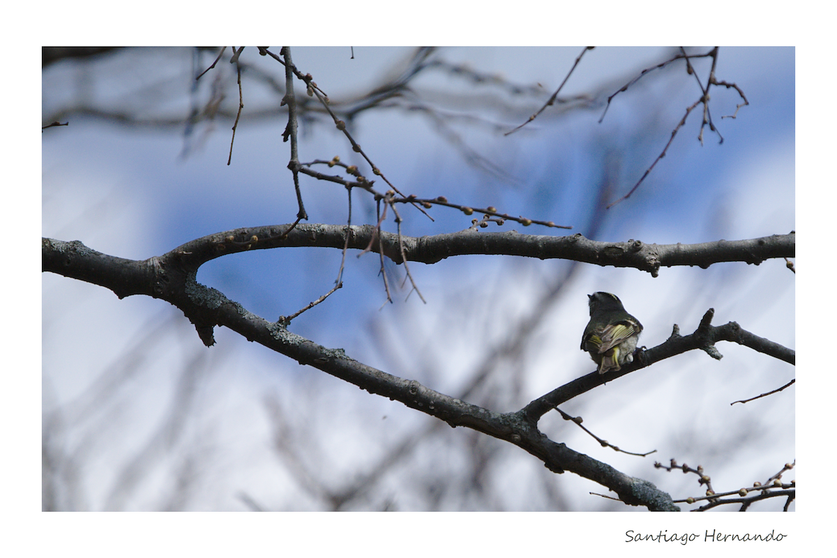 Golden-crowned Kinglet - ML434025681