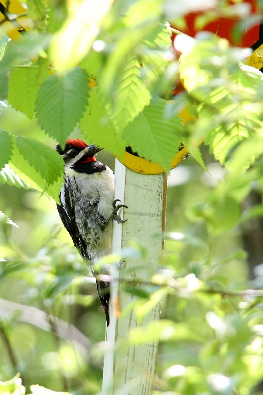 Gelbbauch-Saftlecker - ML434025691