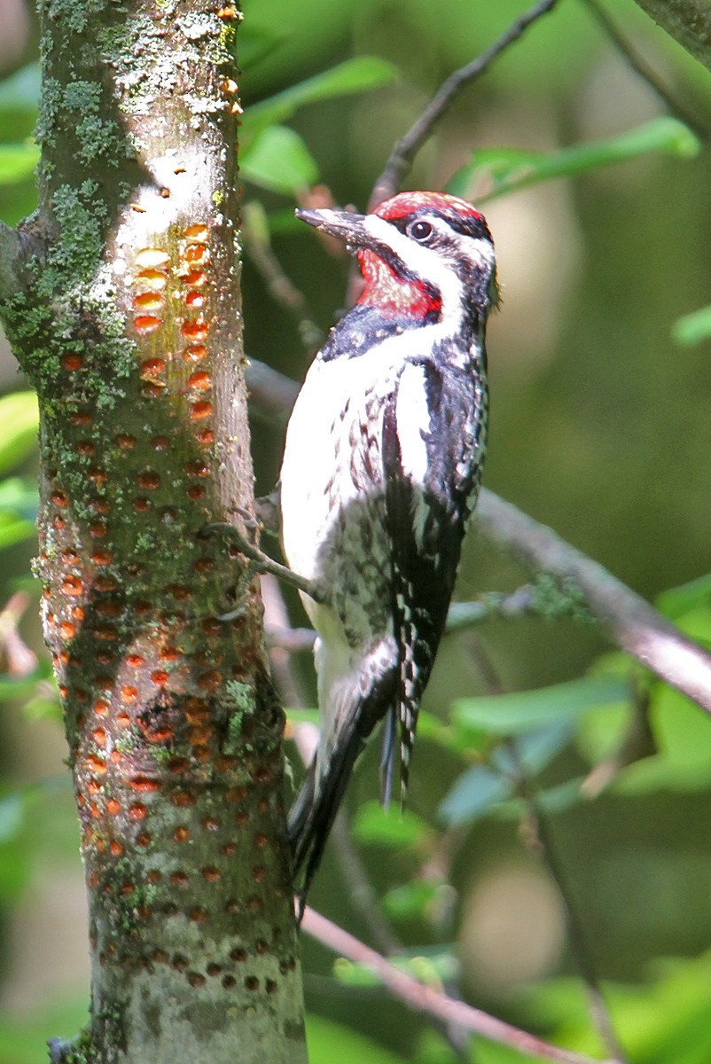 Желтобрюхий дятел-сокоед - ML434025731