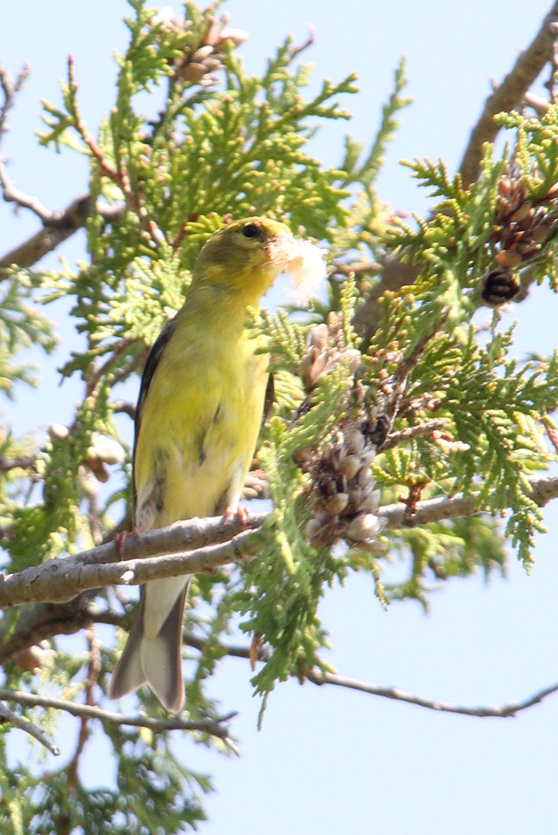 Американский чиж - ML434025881