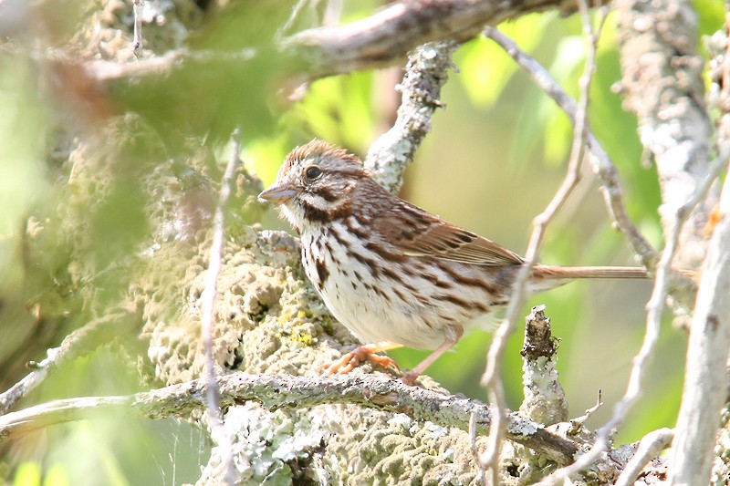 Певчая овсянка - ML434025941