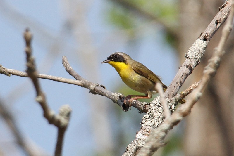 Северная желтогрудка - ML434026151