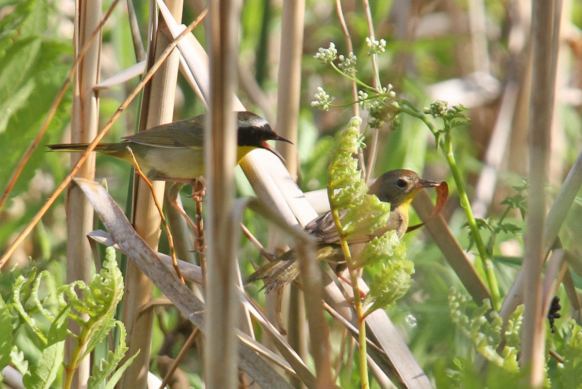Северная желтогрудка - ML434026161