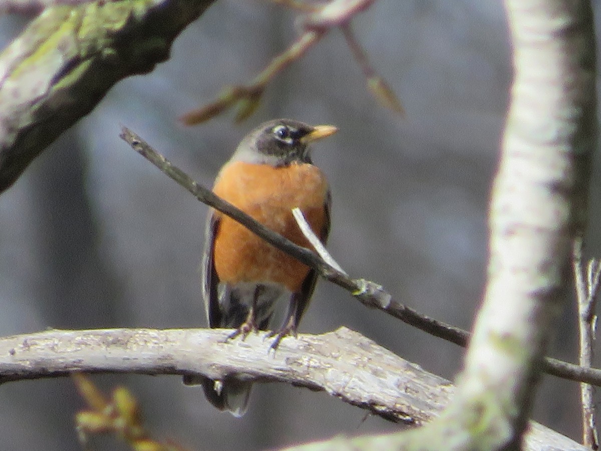 American Robin - ML434028371