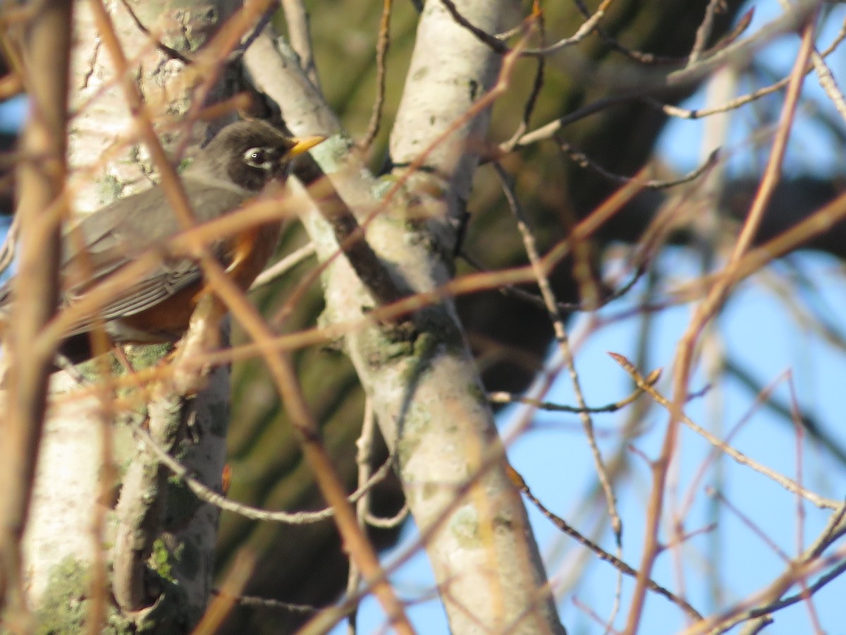 American Robin - ML434028411