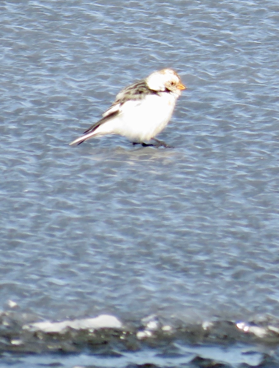 Snow Bunting - Claudia J Egelhoff