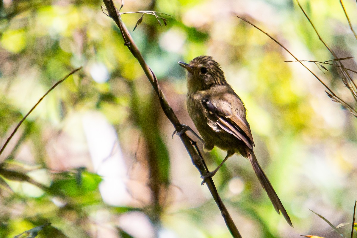 Dusky-tailed Antbird - ML434029411