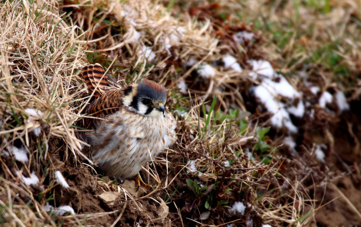 American Kestrel - ML434031771