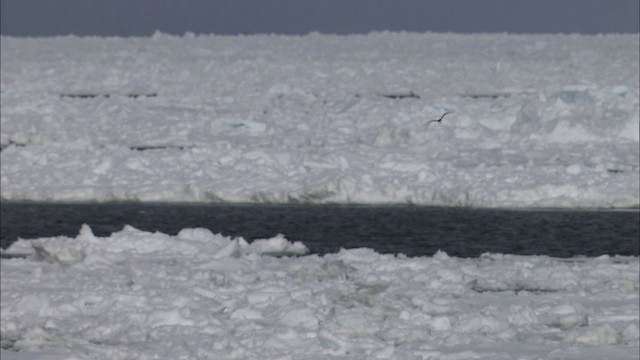 Black-legged Kittiwake - ML434032