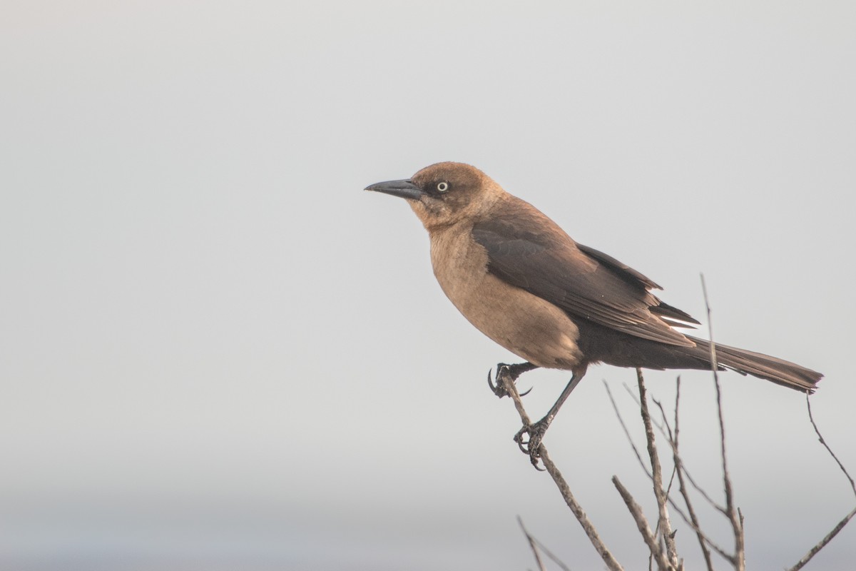 Boat-tailed Grackle - ML434033761