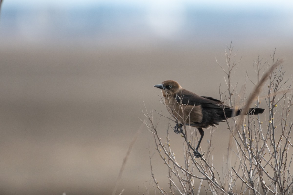 Boat-tailed Grackle - ML434033811