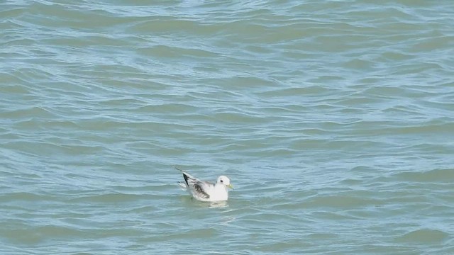Mouette tridactyle - ML434034741