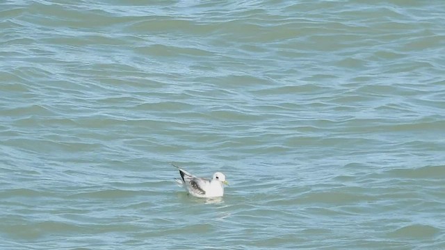 Black-legged Kittiwake - ML434034741